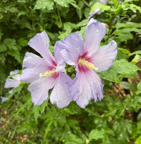 Image of purple flowers in bloom.  Photo: G.G. Law