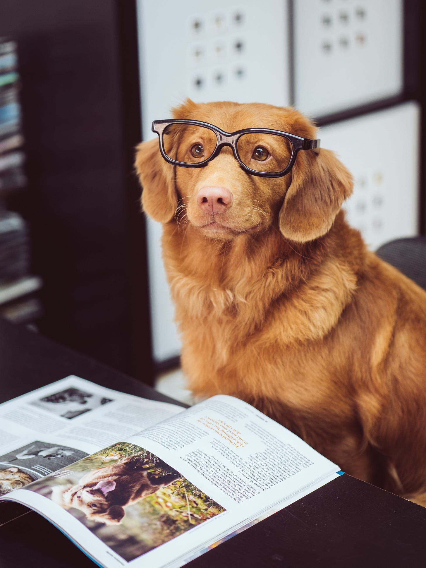 dog with glasses reading